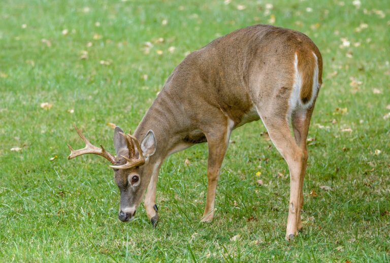 Firearm Deer Season Runs Nov. 15-30 for Detroit-Area Hunters